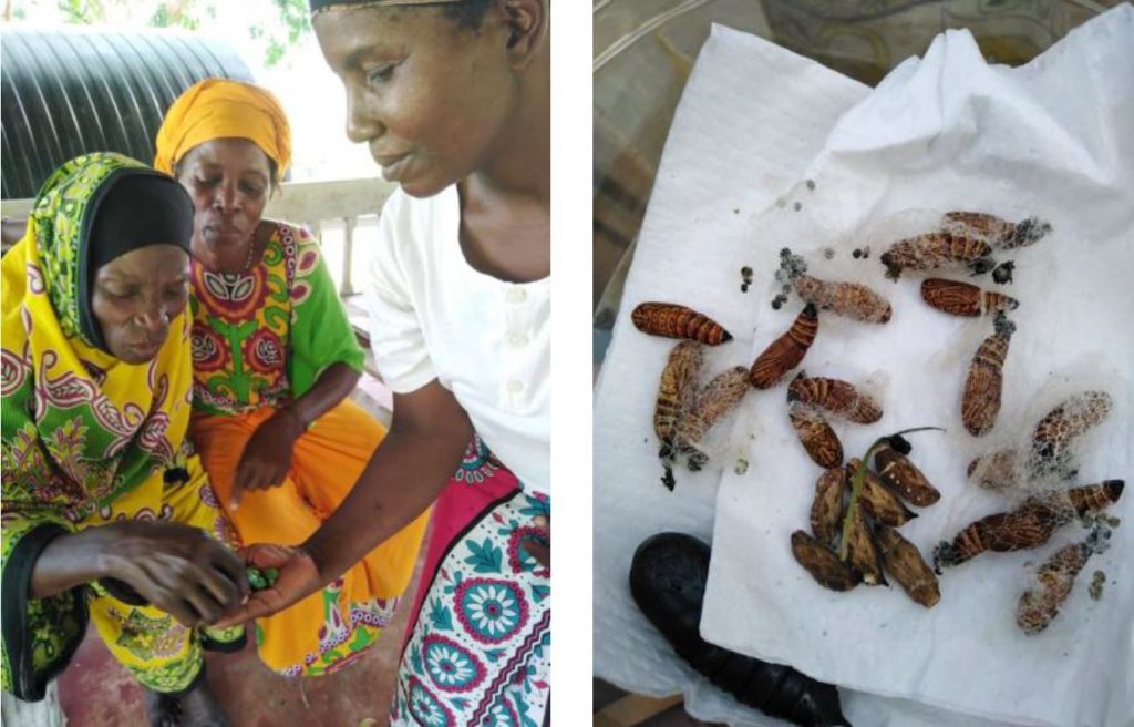 Bidii na Kazi women display butterfly pupa for sale. These are now being grown at Mida (Field Data August, 2019)