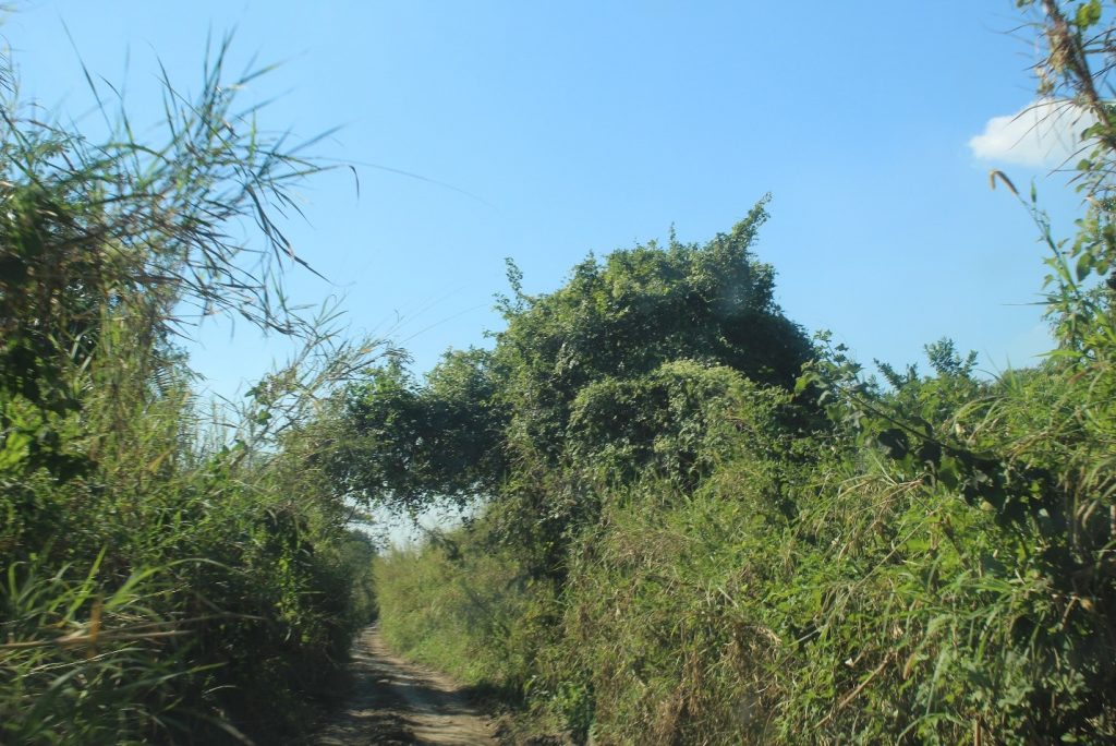 Access roads to Chinde village 