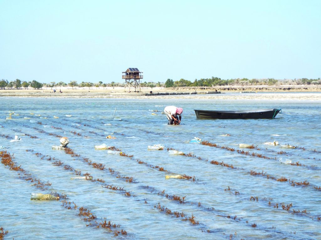 Fig 2 Seaweed farming creates a sustainable addition to income in some villages of Velondriake